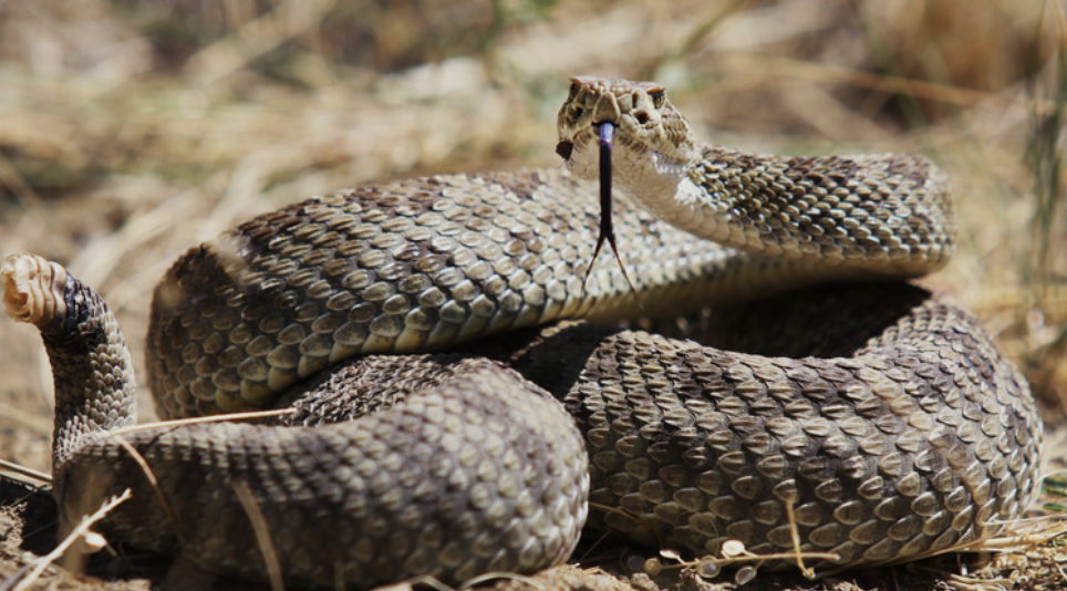 Snakes That Look Like Rattlesnakes