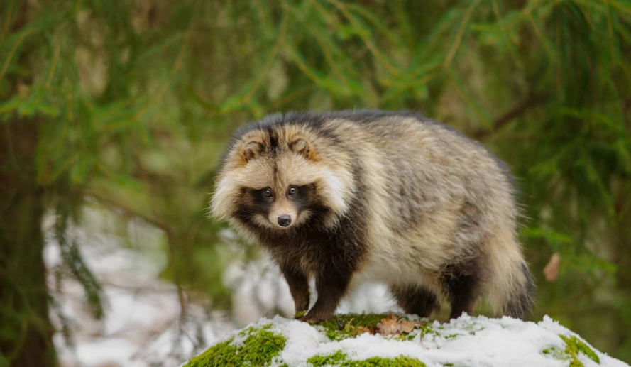 raccoons