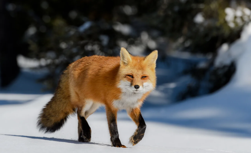 Fox