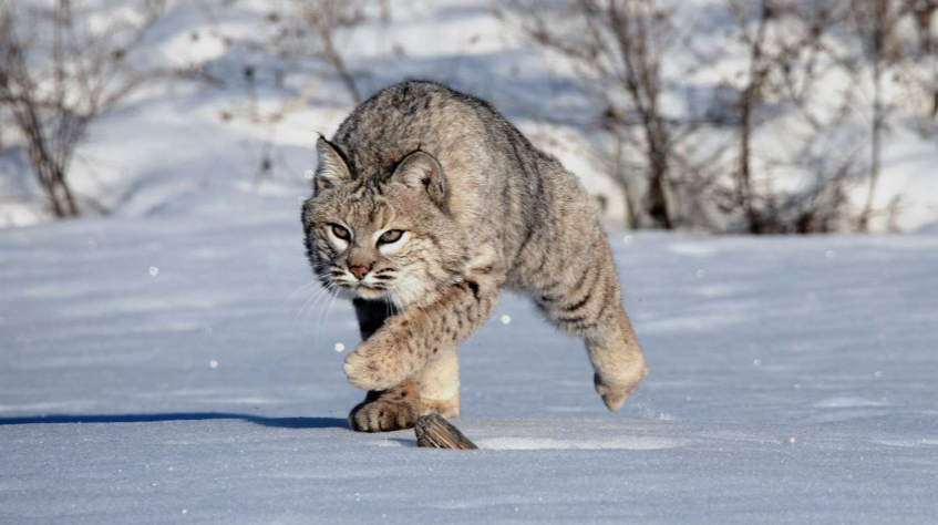Bobcats