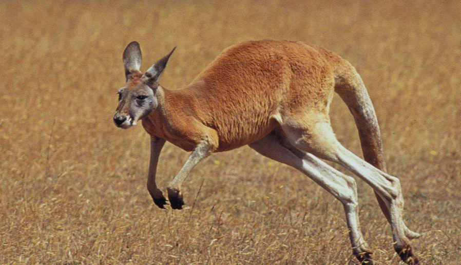 kangaroo species