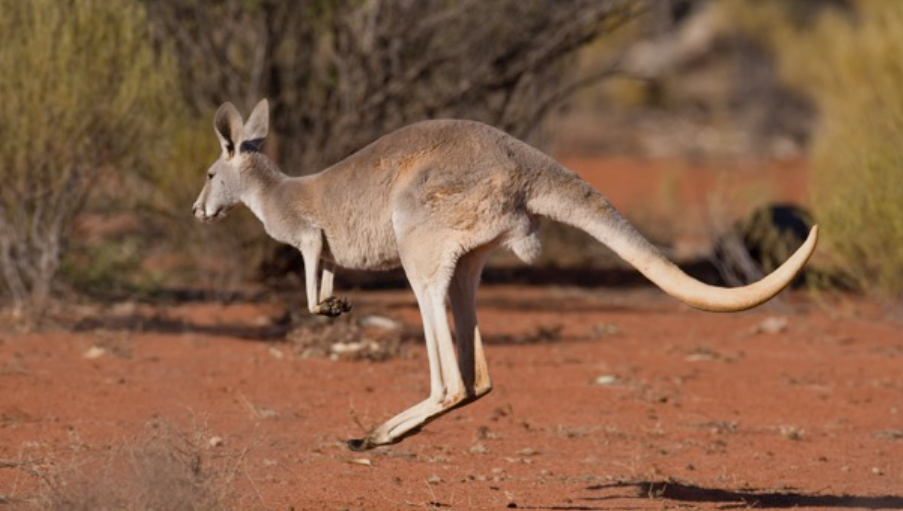 Kangaroo