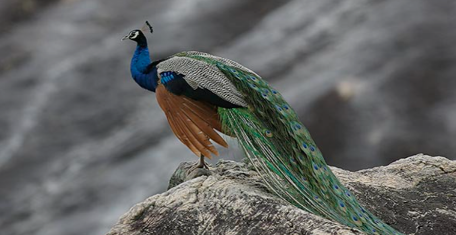 peacock bird species 