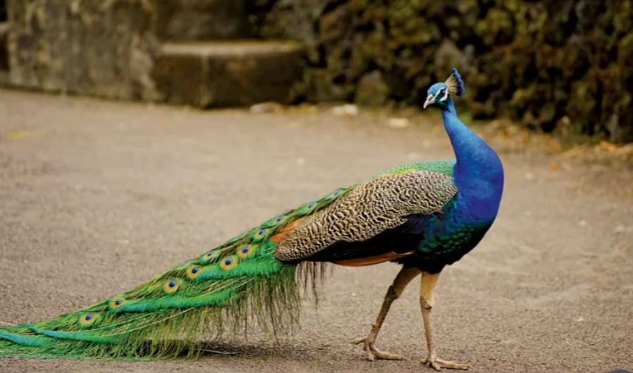 Peafowl